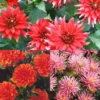 Menu Border Dahlia Collection -US Garden Plants Sales 2024 74179 border dahlia collection
