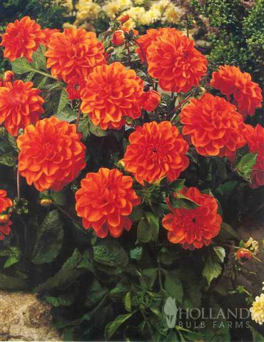 Menu Border Dahlia Collection 4 Menu Border Dahlia Collection - Image 2