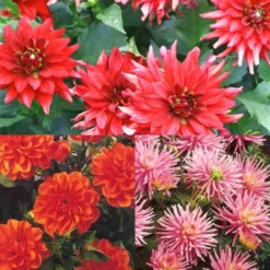 Menu Border Dahlia Collection