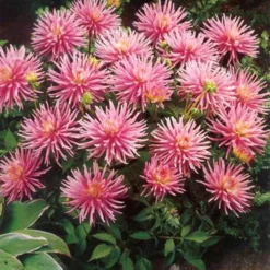 Menu Border Dahlia Collection 19 Menu Border Dahlia Collection -US Garden Plants Sales 2024 74179 border dahlia collection 3
