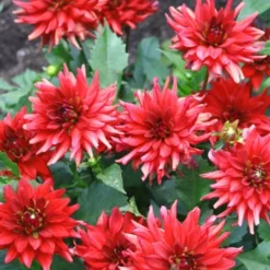 Menu Border Dahlia Collection 20 Menu Border Dahlia Collection -US Garden Plants Sales 2024 74179 border dahlia collection 4