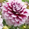Menu Edinburgh Decorative Dahlia -US Garden Plants Sales 2024 74193 edinburgh decorative dahlia
