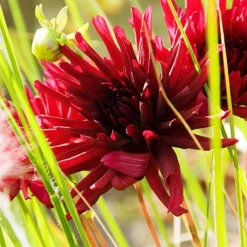 Menu Nuit D'Ete Cactus Dahlia -US Garden Plants Sales 2024 74195 cactus dahlia 1