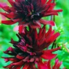 Menu Nuit D'Ete Cactus Dahlia -US Garden Plants Sales 2024 74195 cactus dahlia 2 1