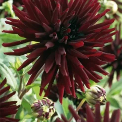 Menu Nuit D'Ete Cactus Dahlia -US Garden Plants Sales 2024 74195 nuit d ete cactus dahlia 1