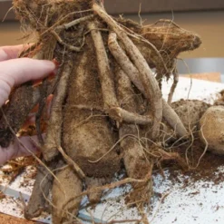 Menu Shimmering Sunset Dahlia Collection -US Garden Plants Sales 2024 74196 mrs eileen dinnerplate dahlia 2 1