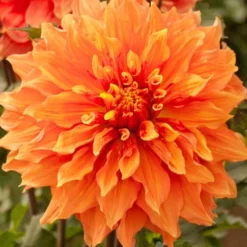 Menu Ultimate Dinnerplate Dahlia Collection -US Garden Plants Sales 2024 74196 mrs eileen dinnerplate dahlia 5