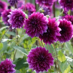 Menu Bold Dinnerplate Dahlia Collection -US Garden Plants Sales 2024 74197 1