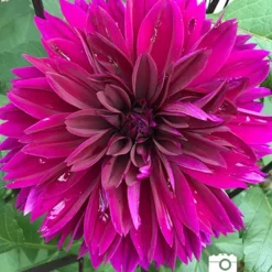 Menu Thomas Edison Dinnerplate Dahlia -US Garden Plants Sales 2024 74197 thomas edison dahlia 2