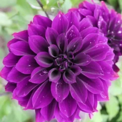 Menu Ultimate Dinnerplate Dahlia Collection -US Garden Plants Sales 2024 74197 thomas edison dinnerplate dahlia 2 4