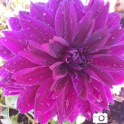 Menu Thomas Edison Dinnerplate Dahlia -US Garden Plants Sales 2024 74197 thomas edison dinnerplate dahlia 4 2