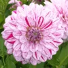 Menu Smokey Decorative Dahlia -US Garden Plants Sales 2024 74198 1