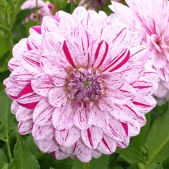 Menu Peppermint Dream Dahlia Collection -US Garden Plants Sales 2024 74198