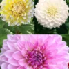 Menu Fairy's Touch Dahlia Garden -US Garden Plants Sales 2024 74199 fairys touch dahlia garden