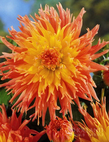 Menu Sunset Dahlia Collection 4 Menu Sunset Dahlia Collection - Image 2