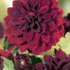 Menu Sunset Dahlia Collection 21 Menu Sunset Dahlia Collection -US Garden Plants Sales 2024 74203 sunset dahlia collection 4