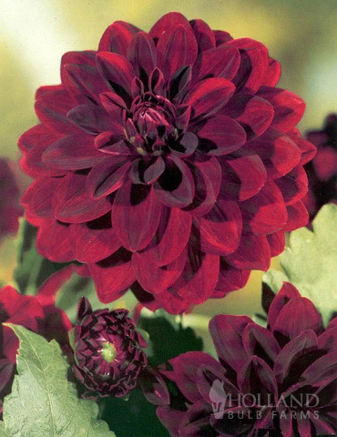 Menu Sunset Dahlia Collection 6 Menu Sunset Dahlia Collection - Image 4