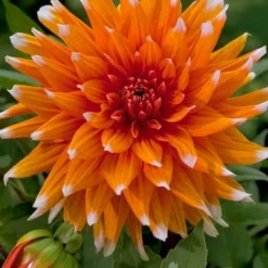 Menu Sunset Dahlia Collection 22 Menu Sunset Dahlia Collection -US Garden Plants Sales 2024 74203 sunset dahlia collection 5