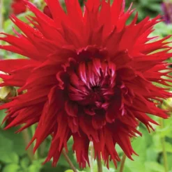 Menu Sunset Dahlia Collection 23 Menu Sunset Dahlia Collection -US Garden Plants Sales 2024 74203 sunset dahlia collection 6