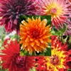 Menu Sunset Dahlia Collection