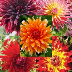 Menu Sunset Dahlia Collection