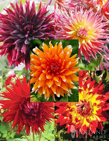 Menu Sunset Dahlia Collection 3 Menu Sunset Dahlia Collection