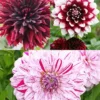 Menu Peppermint Dream Dahlia Collection -US Garden Plants Sales 2024 74206 peppermint dream dahlia collection