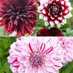 Menu Peppermint Dream Dahlia Collection