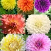 Menu Ultimate Dinnerplate Dahlia Collection -US Garden Plants Sales 2024 74207 ultimate dinnerplate dahlia collection