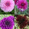 Menu Midnight Glo Dahlia Collection -US Garden Plants Sales 2024 74208