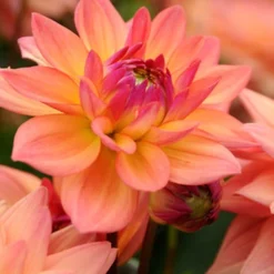 Menu Shimmering Sunset Dahlia Collection -US Garden Plants Sales 2024 74209 2 2