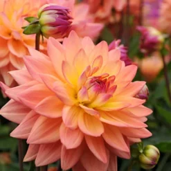 Menu Shimmering Sunset Dahlia Collection -US Garden Plants Sales 2024 74209 3