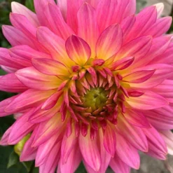 Menu Princess Pinks Dahlia Collection 18 Menu Princess Pinks Dahlia Collection -US Garden Plants Sales 2024 74209 extase decorative dahlia 2 1