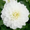Menu Wittem Decorative Dahlia 2 Menu Wittem Decorative Dahlia -US Garden Plants Sales 2024 74211 wittem decorative dahlia 5