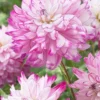 Menu Who Dun It Decorative Dahlia -US Garden Plants Sales 2024 74212 who dun it decorative dahlia 2 1