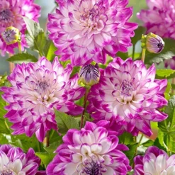 Menu Radiant Orchid Collection W/ Garden Plan -US Garden Plants Sales 2024 74212 who dun it decorative dahlia 3