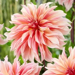 Menu Princess Pinks Dahlia Collection 19 Menu Princess Pinks Dahlia Collection -US Garden Plants Sales 2024 74213 labyrinth decorative dahlia 2 1