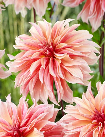 Menu Labyrinth Decorative Dahlia 3 Menu Labyrinth Decorative Dahlia