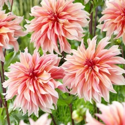 Menu Labyrinth Decorative Dahlia 6 Menu Labyrinth Decorative Dahlia -US Garden Plants Sales 2024 74213 labyrinth decorative dahlia 3 2