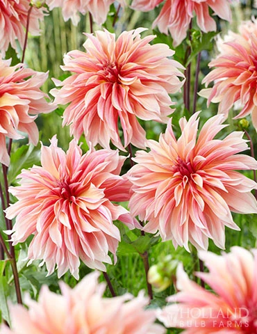 Menu Labyrinth Decorative Dahlia 4 Menu Labyrinth Decorative Dahlia - Image 2