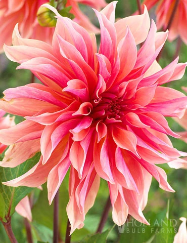 Menu Princess Pinks Dahlia Collection 11 Menu Princess Pinks Dahlia Collection - Image 9