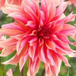 Menu Shimmering Sunset Dahlia Collection -US Garden Plants Sales 2024 74213 labyrinth decorative dahlia 4 3