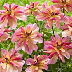 Menu Princess Pinks Dahlia Collection 23 Menu Princess Pinks Dahlia Collection -US Garden Plants Sales 2024 74214 dark butterfly decorative dahlia 2 1