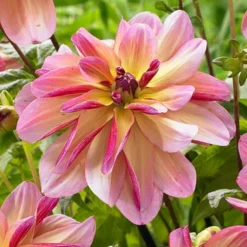 Menu Princess Pinks Dahlia Collection 22 Menu Princess Pinks Dahlia Collection -US Garden Plants Sales 2024 74214 dark butterfly decorative dahlia 3 1