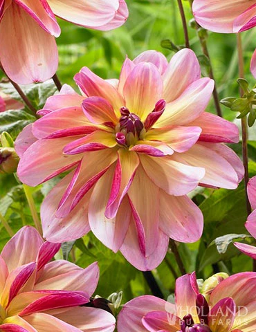 Menu Princess Pinks Dahlia Collection 12 Menu Princess Pinks Dahlia Collection - Image 10