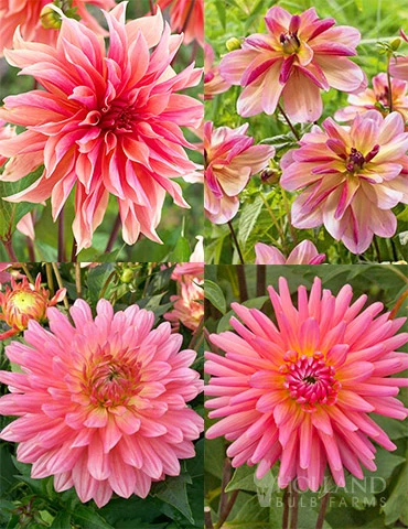 Menu Princess Pinks Dahlia Collection 3 Menu Princess Pinks Dahlia Collection