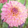 Menu Colorful Investment Dahlia -US Garden Plants Sales 2024 74217 colorful investment dahlia 3