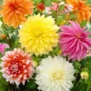 Menu Dinnerplate Dahlia Super Mix 2 Menu Dinnerplate Dahlia Super Mix -US Garden Plants Sales 2024 74218 dinnerplate dahlia mix