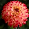 Menu Lady Darlene Dinnerplate Dahlia -US Garden Plants Sales 2024 74219 lady darlene dinnerplate dahlia