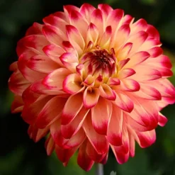 Menu Lady Darlene Dinnerplate Dahlia